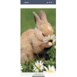 BunniesRUNNING