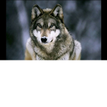 wolfs studios