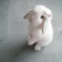 🐇