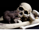 Ash's Rats & Death luvers <3