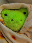 Froggy's And Cherry's TeddyToy Shop