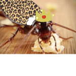 +Cockroach Kingdom+