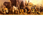 The Animal Academy