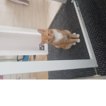 Kitten troup