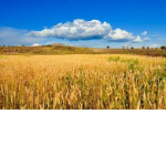 The fields group