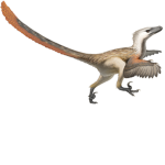 Official Raptors United