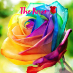 The Roses 🌹 ❤️