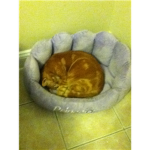 orange cat