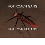 HOT ROACH GANG