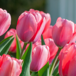 |§| Leaf’s Tulip Mall |§|