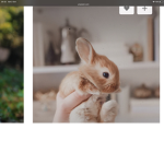 Bunnysruletheworld123