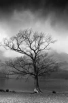 346, Group Thumbnail
