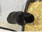 Official Oreo Group