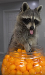 Raccoons are slayyyy!!!!!