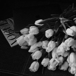 ' tulip's garden '