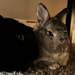 iluvrabbitz