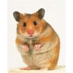 Hamsters Lovers