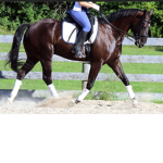 Majestic Spots Rescue Stable