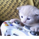 Friends but a Cat