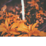 Falling Blossom's