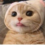 CATS ARE CUTE CLUB!!!!