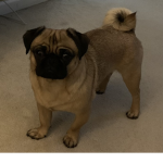 pugzsis