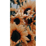 sunflower experts