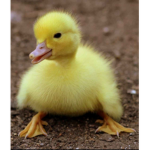 cute very duckie