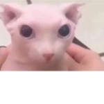 ..cerberus..