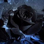 Lonely Blossoms
