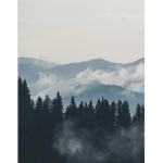 TheForestgroup
