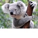 Koala Clubhouse