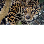 #JAGUAR CLAN