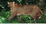 Join the Golden cats