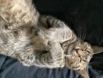 Cats best thing ever