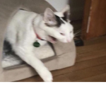 Maow