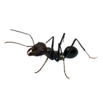 Ant Colony!