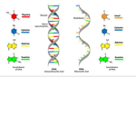 DNA And R NA