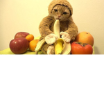 Monk kat