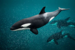 Orca’s army