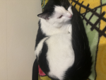 Oreo_The_Cat