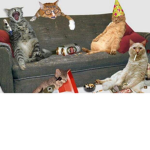 Cat people!!!