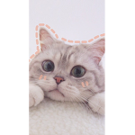 Meowcatslove fans club