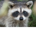 raccoons are awesome
