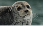 ESeals