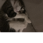 Cat of the day