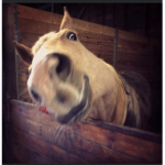 horse star group