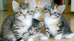 I love KITTENS forever!