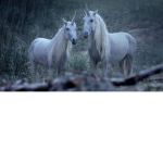 Unicorn Parade