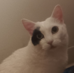 CaT's place!1!1!1
